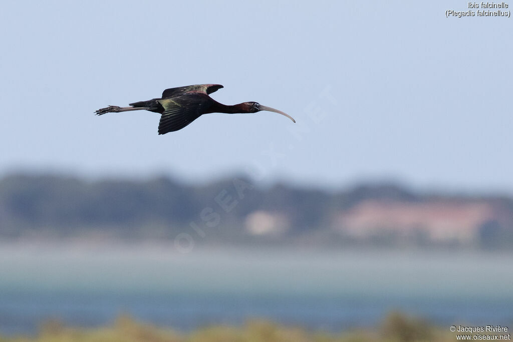 Glossy Ibisadult, Flight