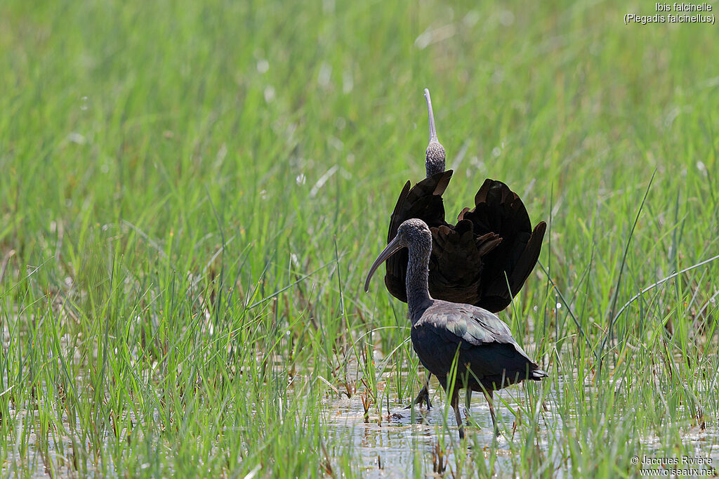 Glossy Ibisadult breeding, courting display