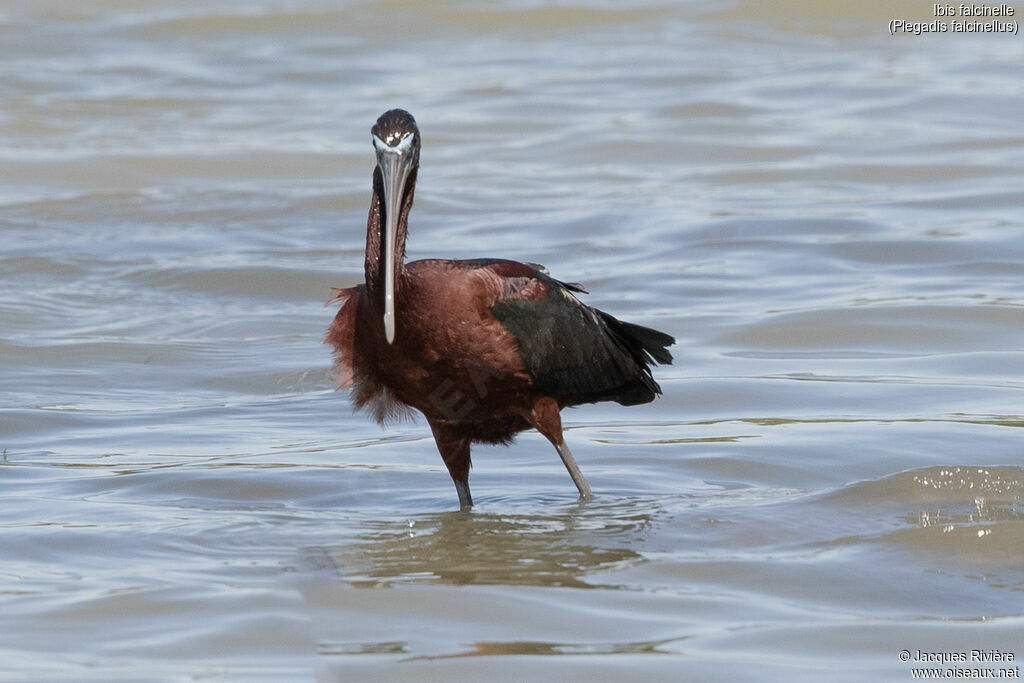 Glossy Ibisadult breeding, identification