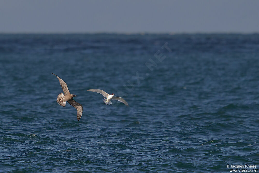 Pomarine Jaegerimmature, Behaviour