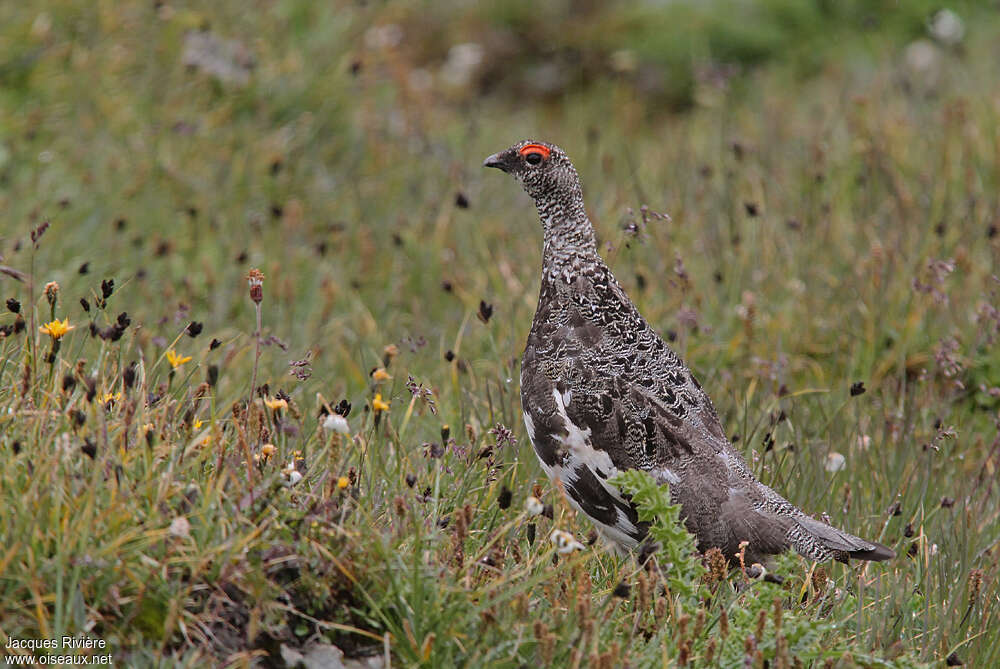 Lagopède alpin mâle adulte nuptial, identification