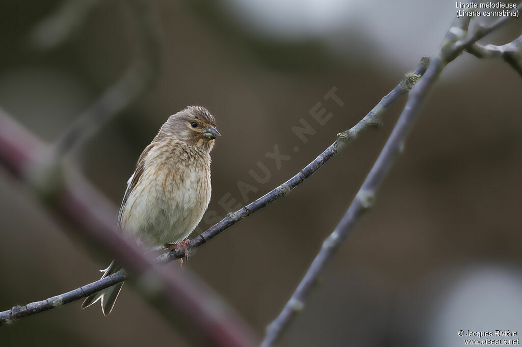 Linotte mélodieuse femelle adulte nuptial, identification