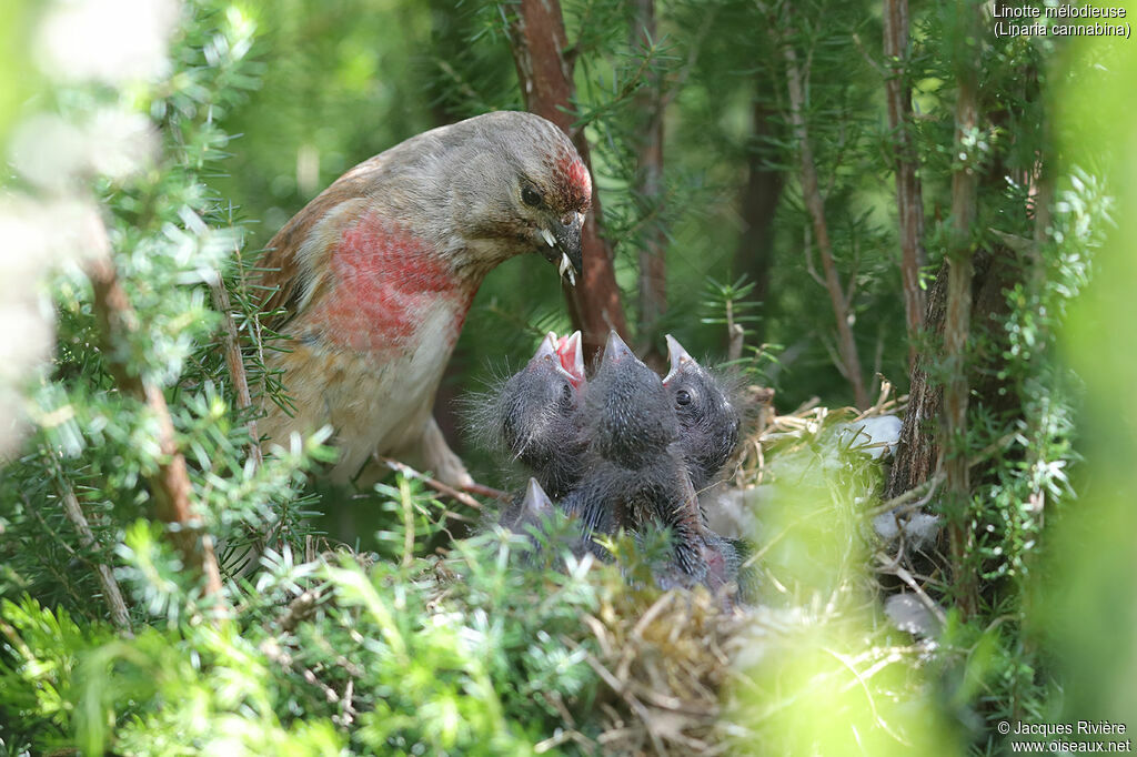 Common Linnet male adult breeding, identification, Reproduction-nesting