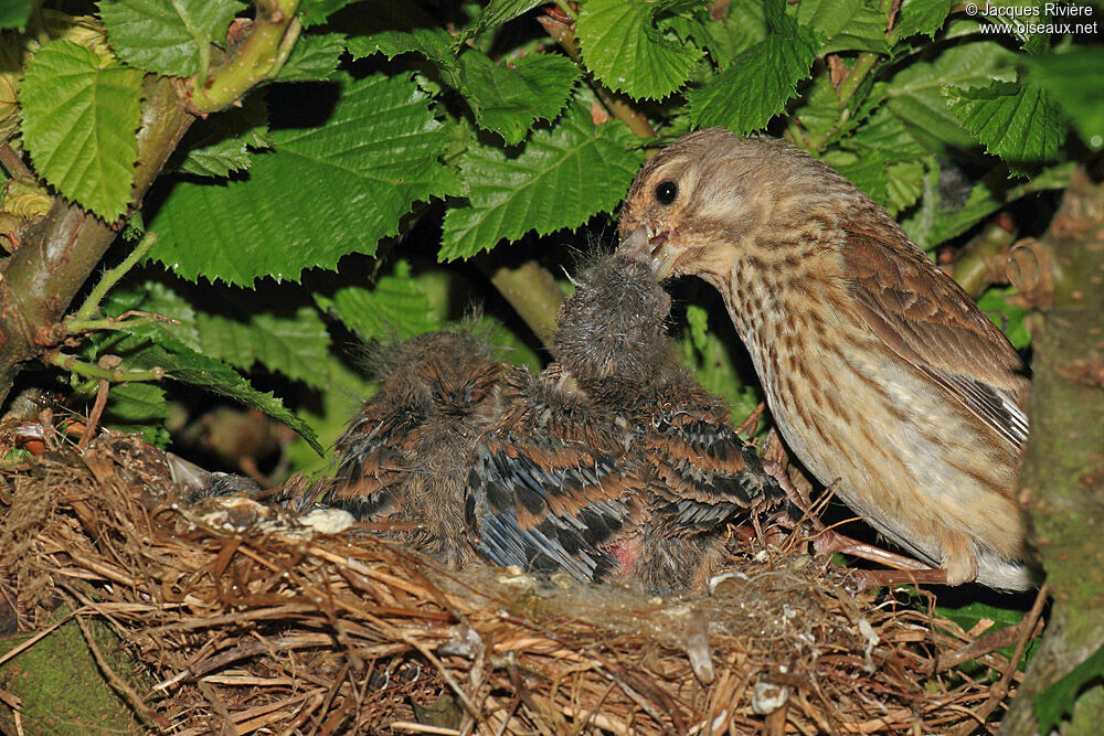 Linotte mélodieuse femelle adulte nuptial, Nidification