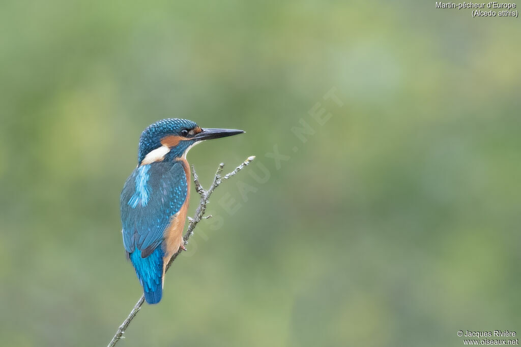 Common Kingfisher male adult breeding, identification