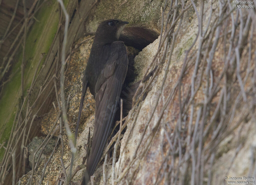 Martinet noiradulte, identification, Nidification