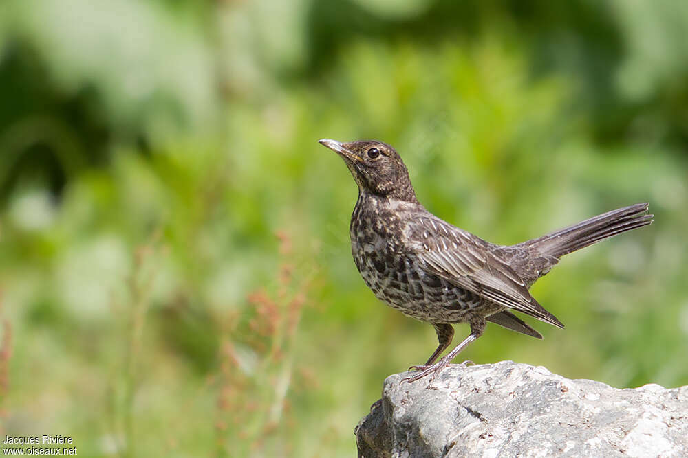 Ring Ouzeljuvenile, identification