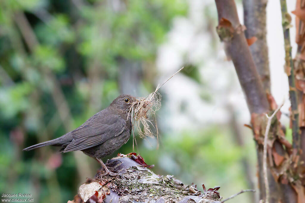 Common Blackbird female adult breeding, identification, Reproduction-nesting