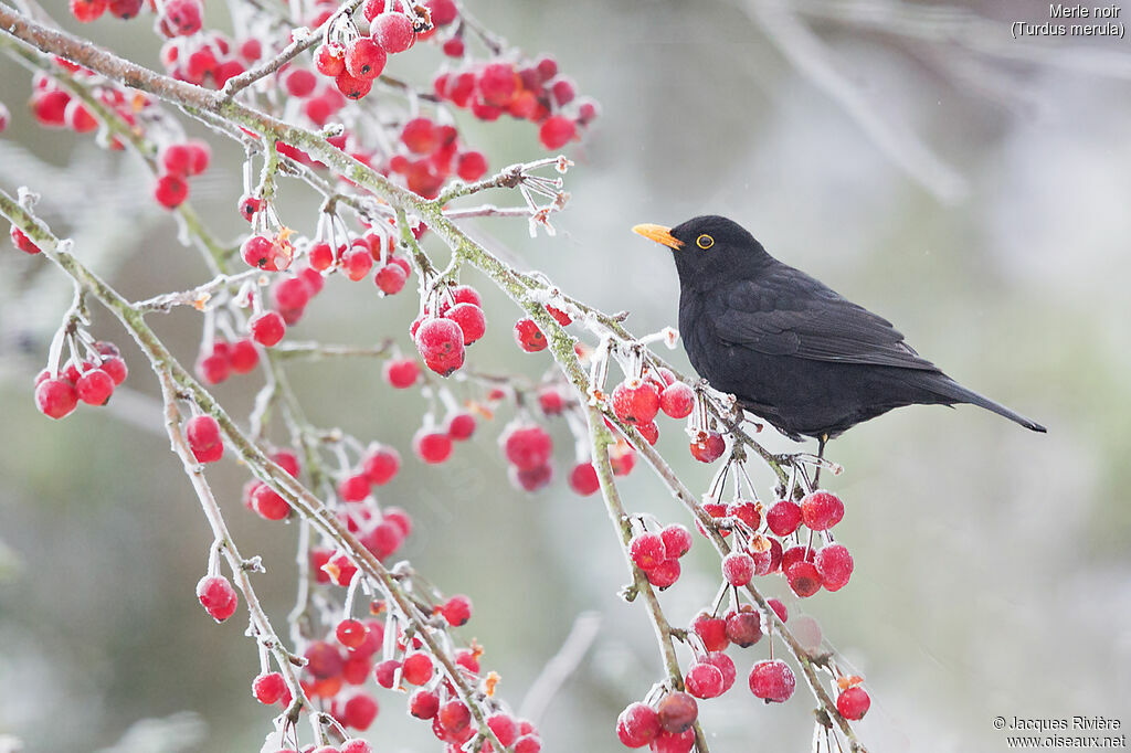 Common Blackbird male adult breeding, identification