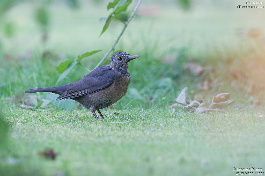 Common Blackbird female First year, identification