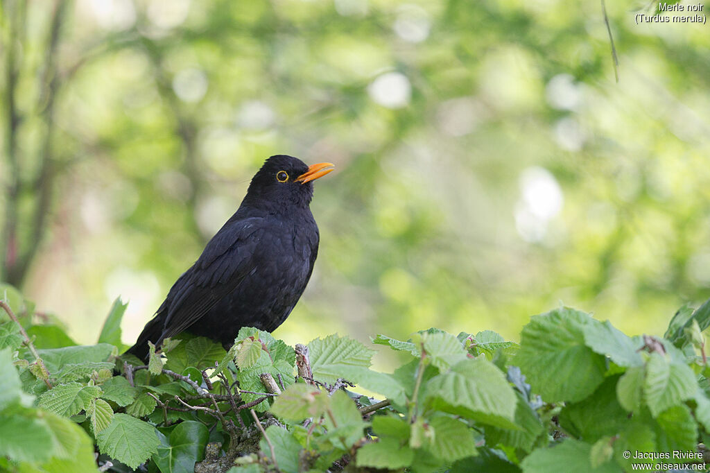 Merle noir mâle adulte nuptial, identification, chant