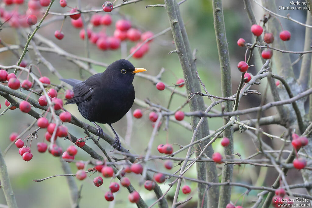 Common Blackbird male adult, identification