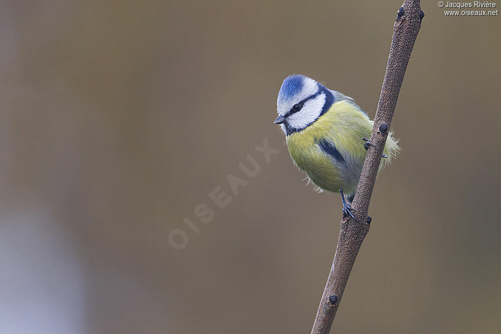 Eurasian Blue Tit