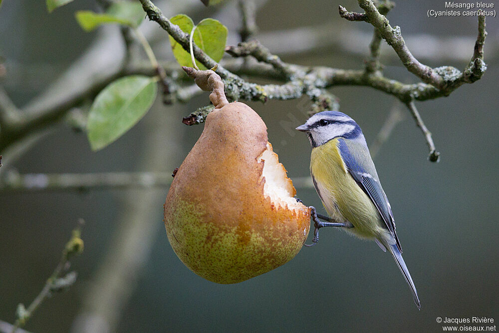 Eurasian Blue Titadult post breeding, identification, eats