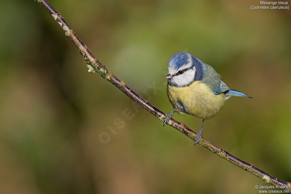 Eurasian Blue Titadult breeding