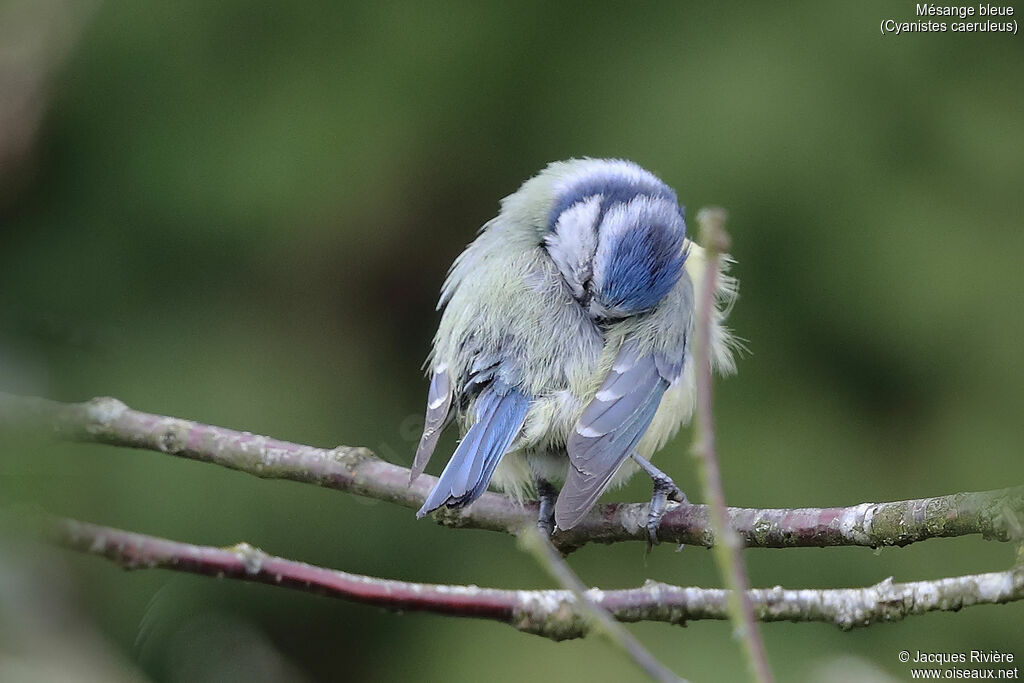 Eurasian Blue Titadult breeding, identification, care