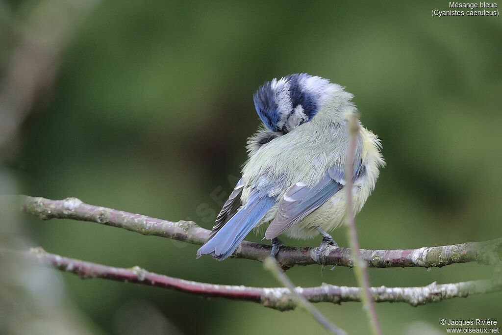 Eurasian Blue Titadult breeding, identification, care