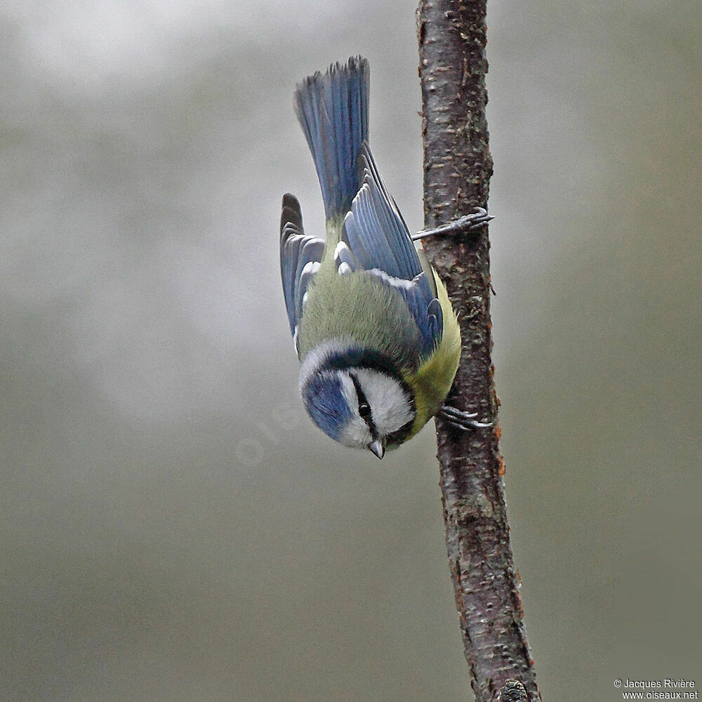 Mésange bleueadulte internuptial