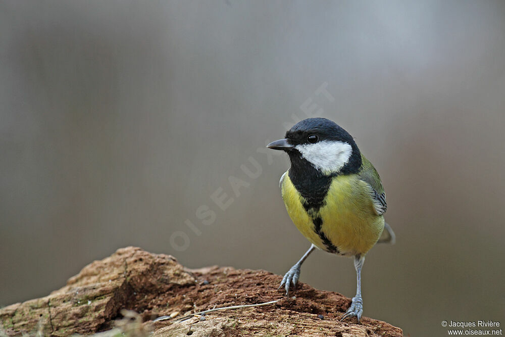 Mésange charbonnière femelle adulte nuptial