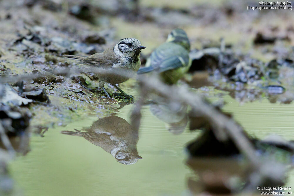 Mésange huppéeimmature, identification