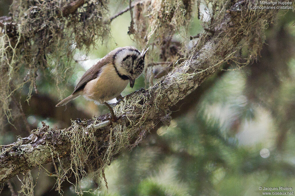 Mésange huppée mâle adulte nuptial, identification
