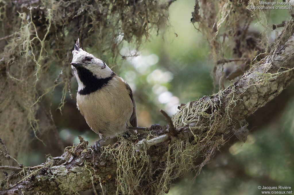 Mésange huppée mâle adulte nuptial, identification