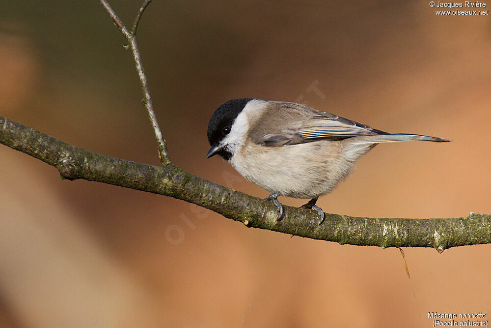 Mésange nonnetteadulte