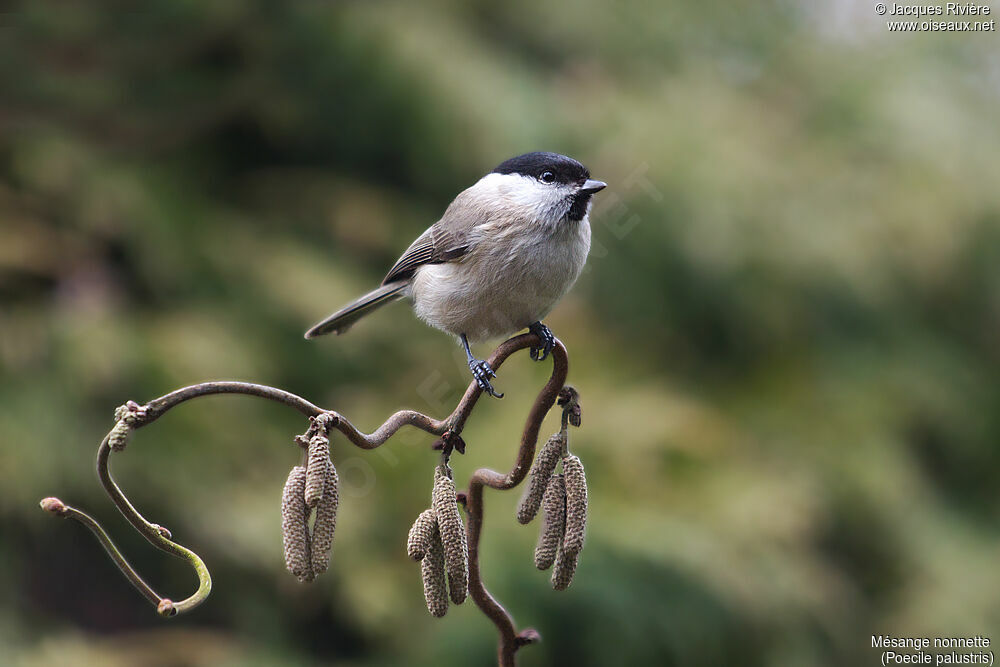Mésange nonnetteadulte