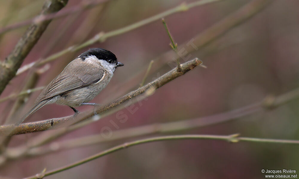 Mésange nonnetteadulte nuptial
