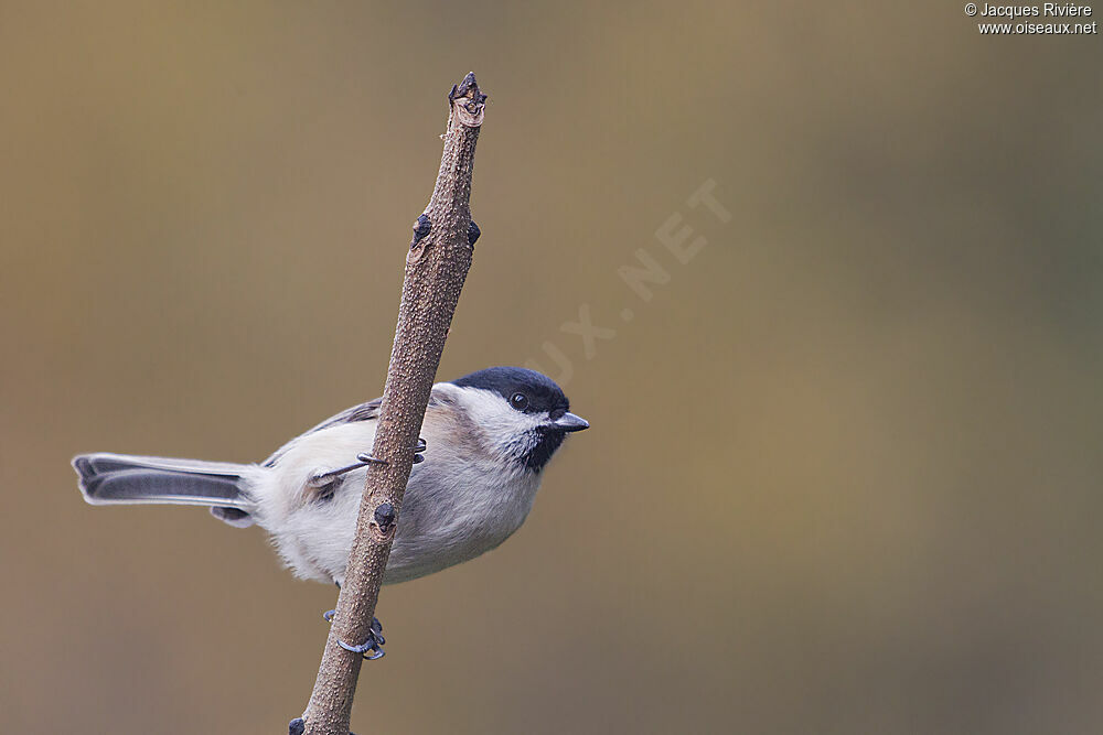 Mésange nonnetteadulte internuptial