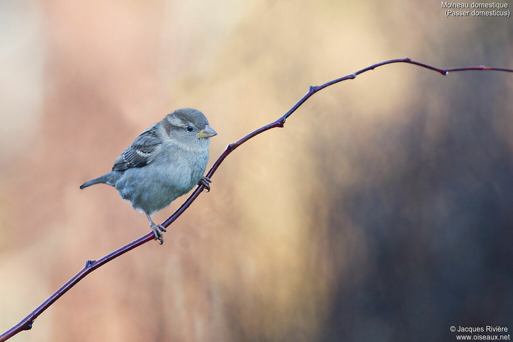 Moineau domestique femelle 1ère année, identification