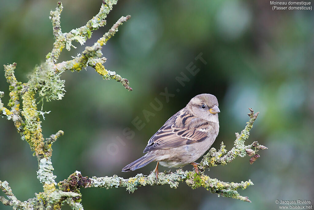 Moineau domestique femelle adulte nuptial, identification