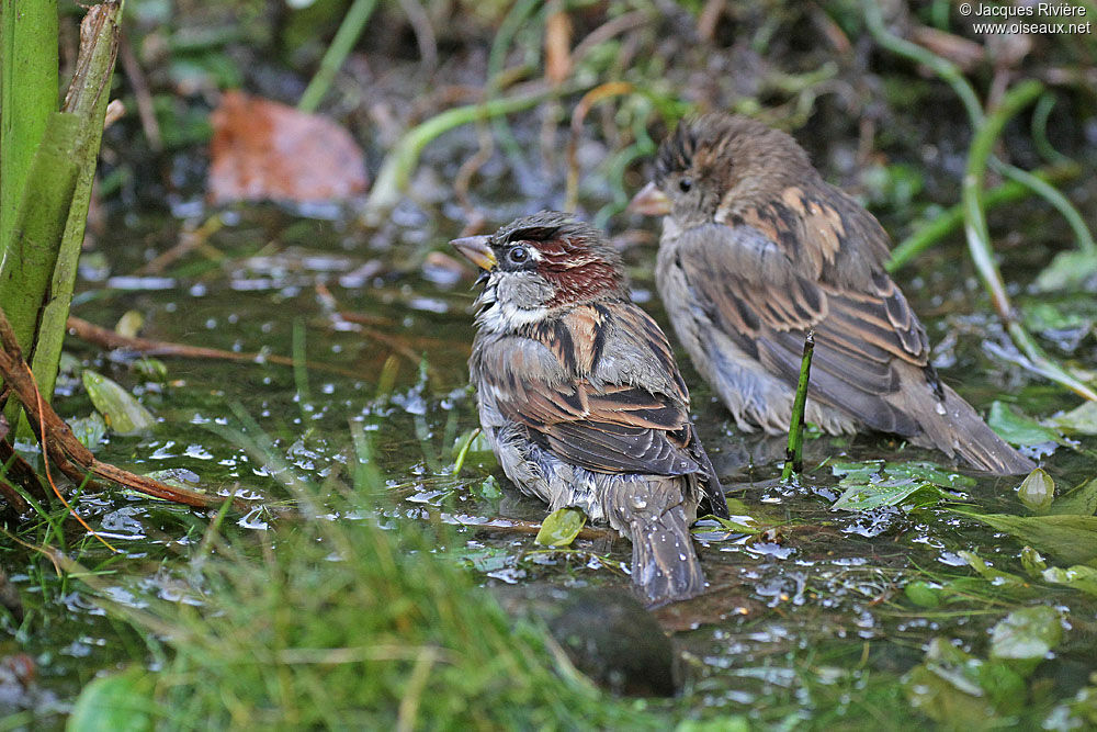 Moineau domestique adulte nuptial, Comportement