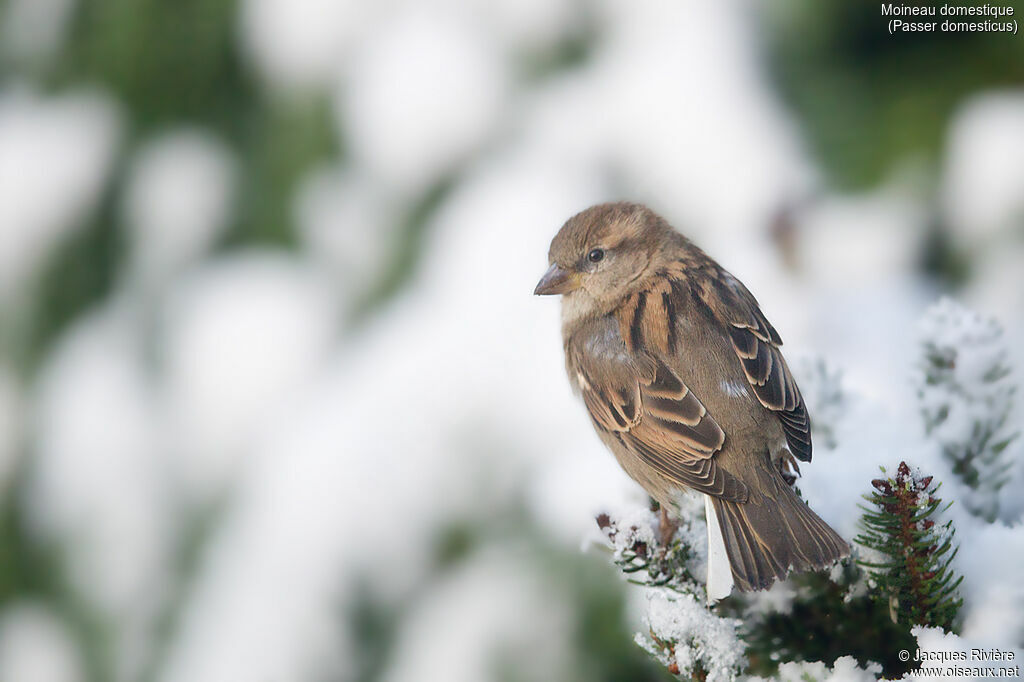 Moineau domestique femelle adulte, identification