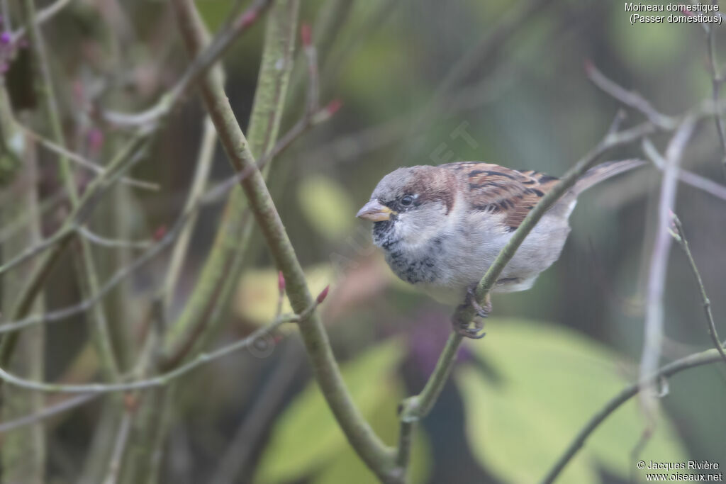 Moineau domestique mâle adulte internuptial
