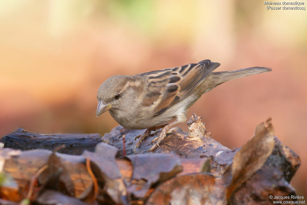Moineau domestique femelle adulte internuptial, identification