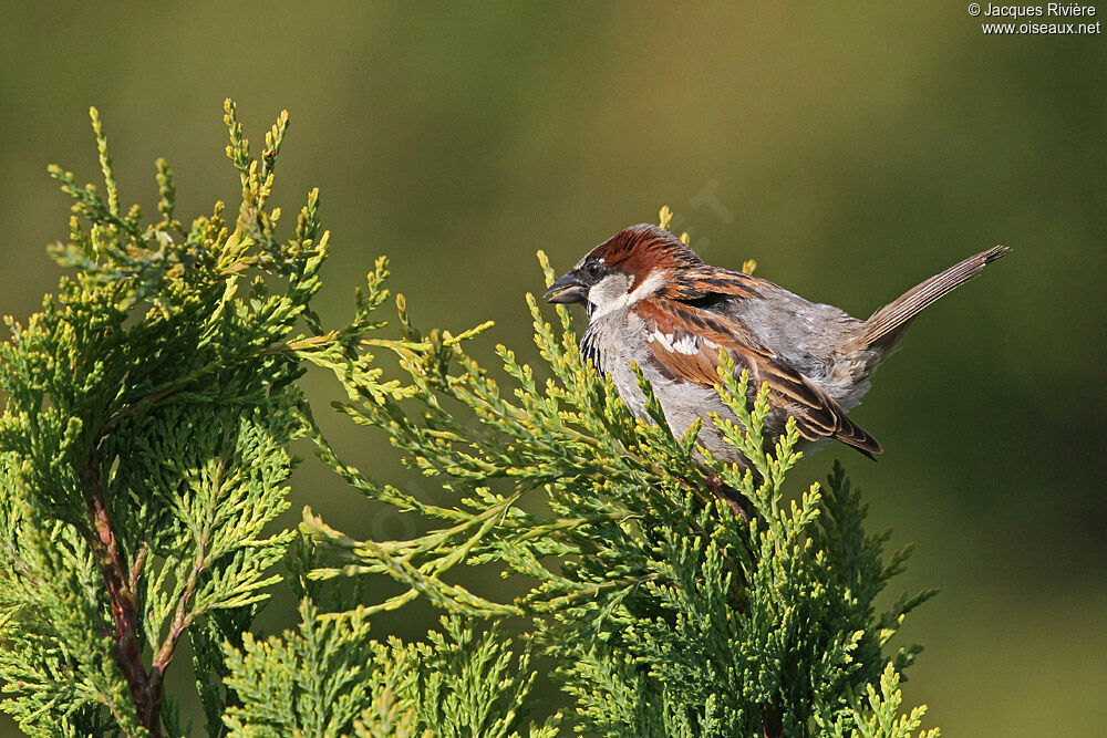Moineau domestique mâle adulte nuptial