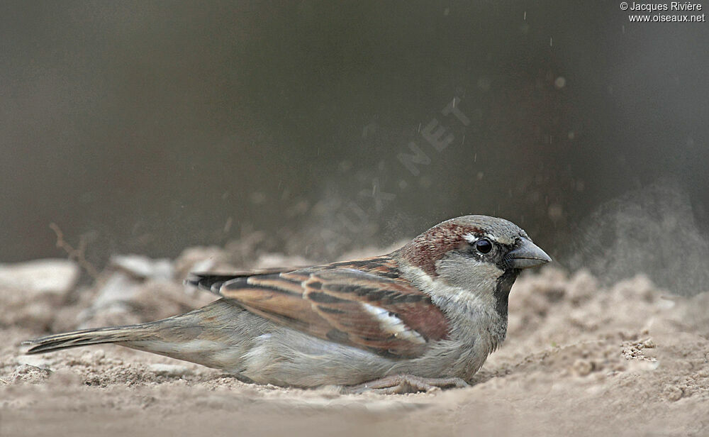Moineau domestique mâle adulte nuptial, Comportement
