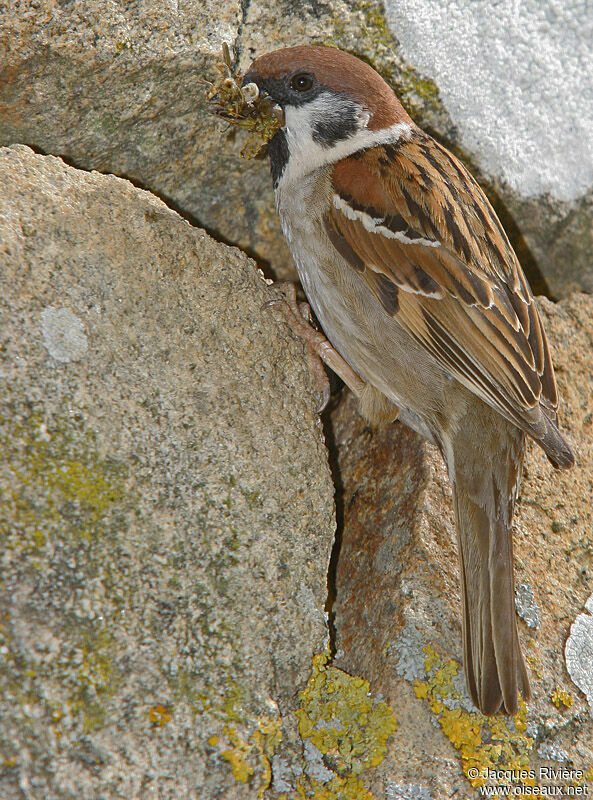 Moineau friquet