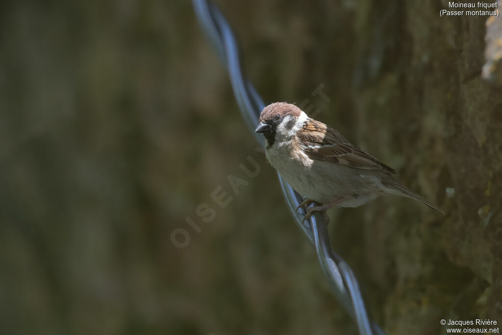 Eurasian Tree Sparrowadult breeding, identification, Reproduction-nesting
