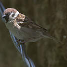 Moineau friquet