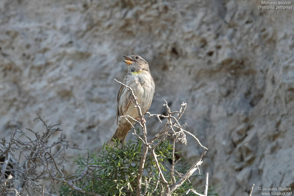Rock Sparrow male adult breeding, identification, song