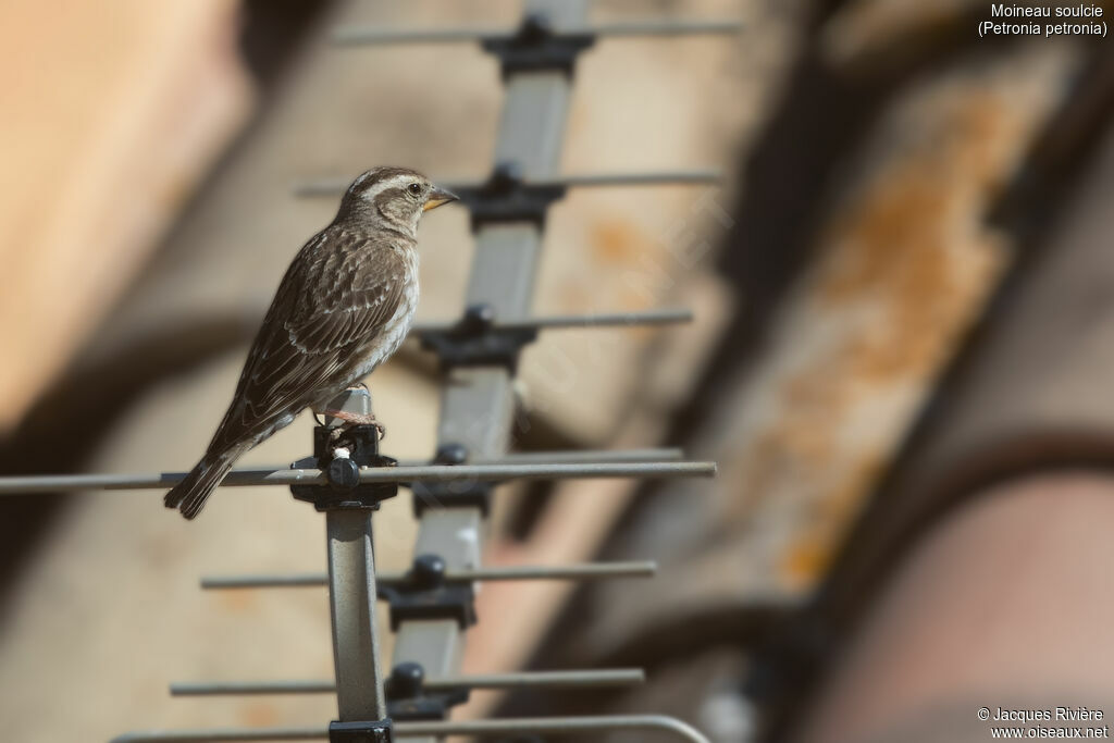 Rock Sparrowadult breeding, identification