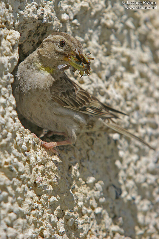 Rock Sparrowadult breeding, Reproduction-nesting