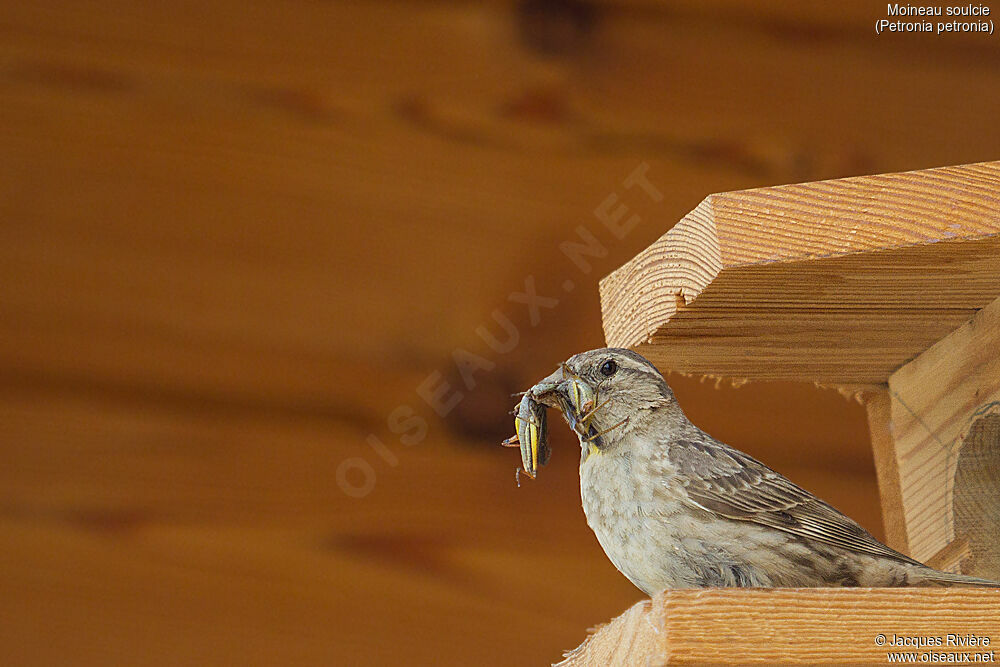 Rock Sparrow female adult, identification, eats, Reproduction-nesting