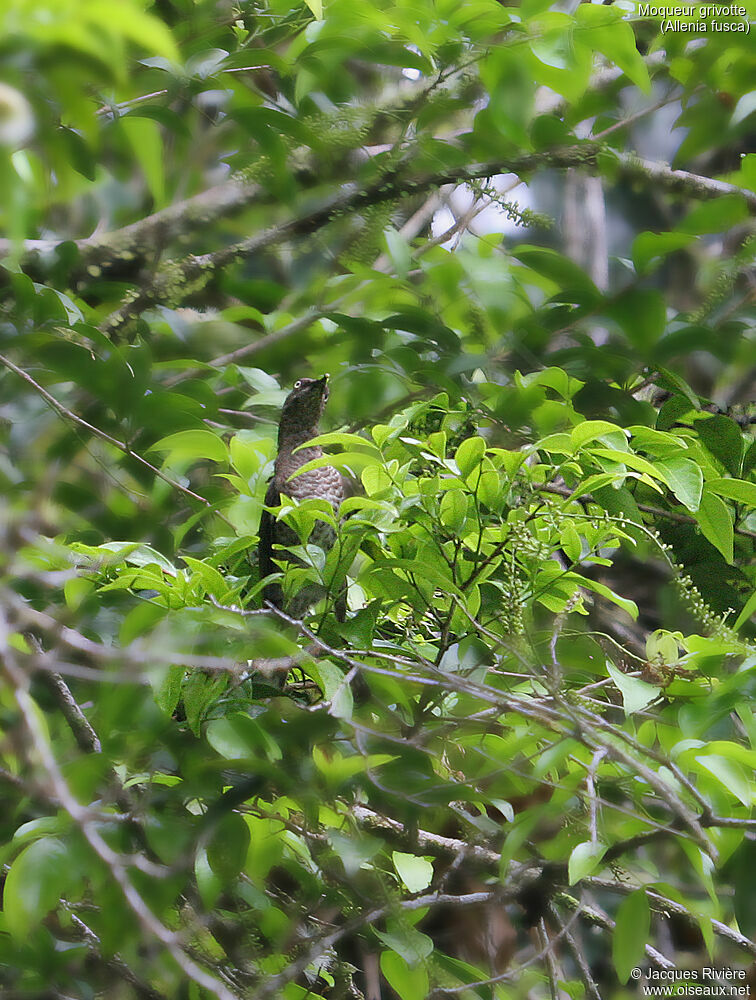 Moqueur grivotteadulte, identification