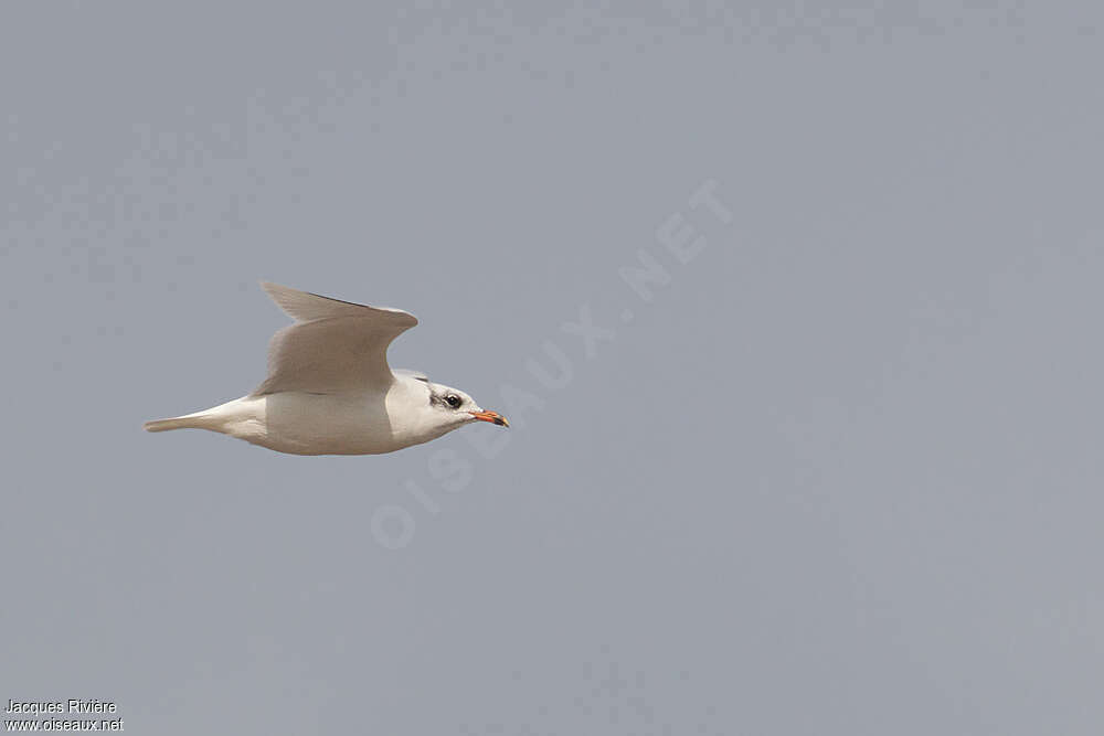 Mouette mélanocéphaleadulte internuptial, identification