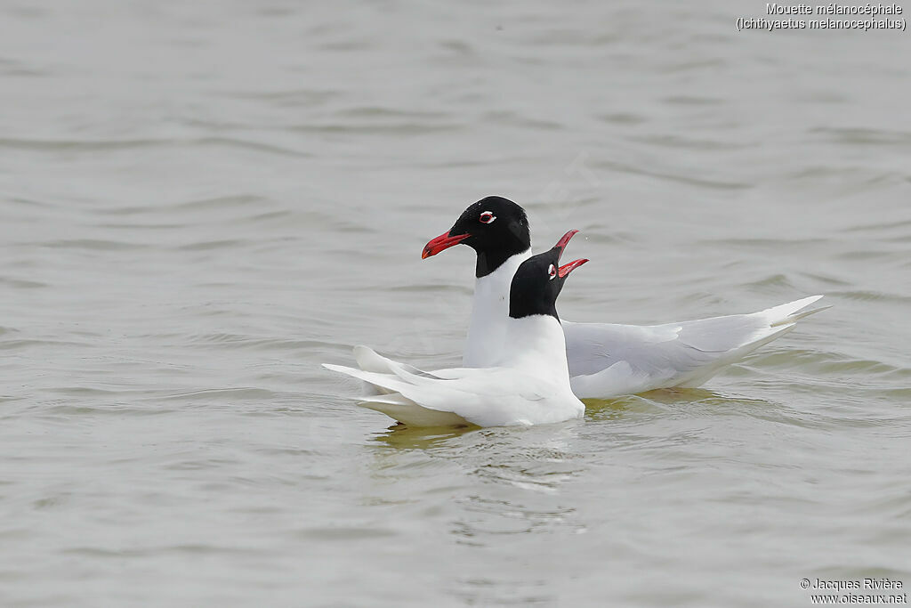 Mouette mélanocéphaleadulte, nage