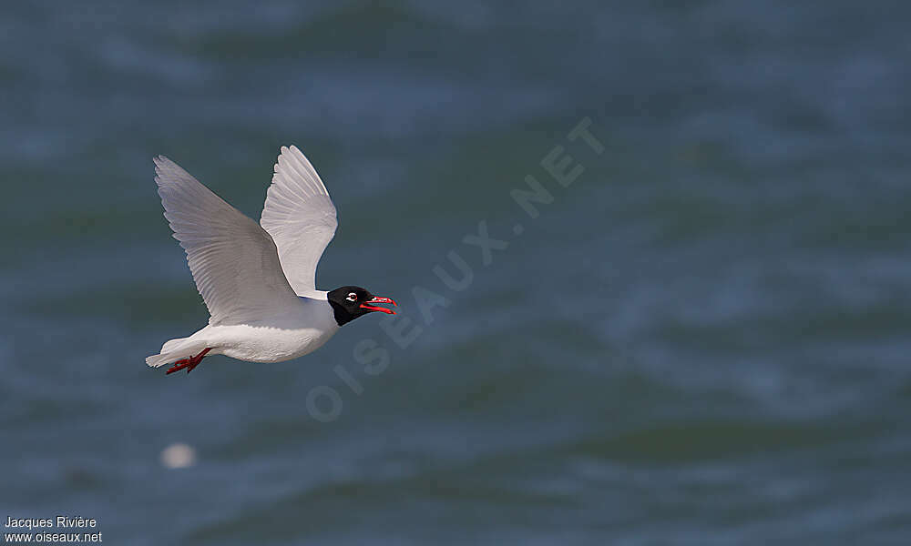 Mediterranean Gulladult breeding, Flight, Behaviour