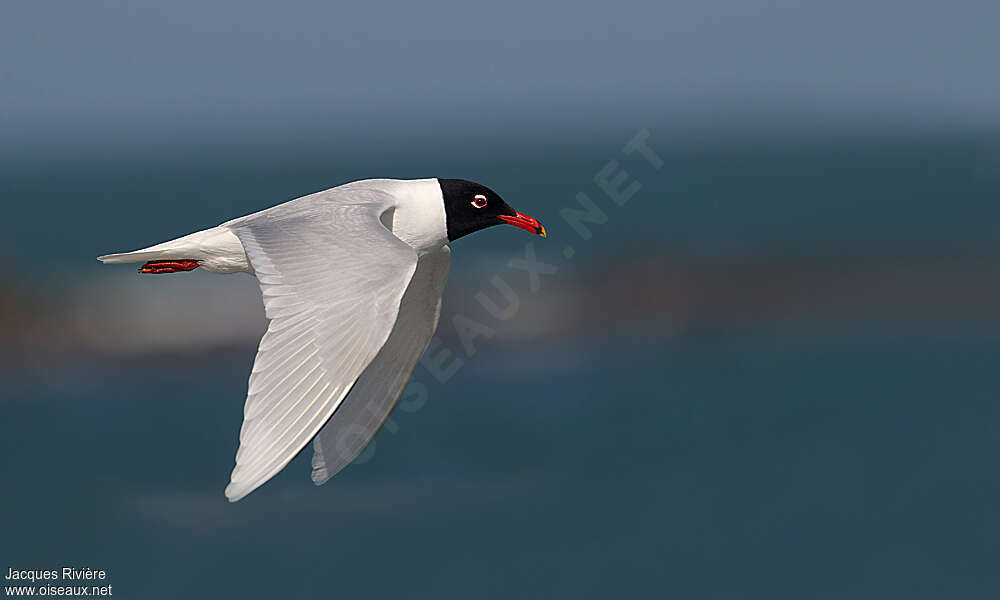Mediterranean Gulladult breeding, Flight